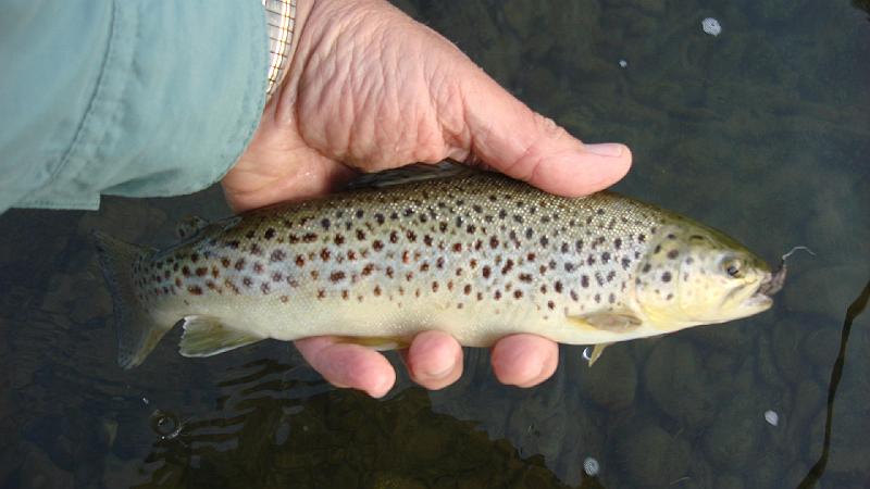 Kettle Brown.JPG